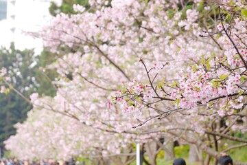The beautiful pink cherry blossoms( Tairyo-zakura ) in spring time. The Tairyo-zakura is a Japanese cherry blossom species that adapts extremely well to Taiwan’s climate and soil.