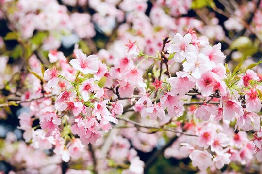 The beautiful pink cherry blossoms( Tairyo-zakura ) in spring time. The Tairyo-zakura is a Japanese cherry blossom species that adapts extremely well to Taiwan’s climate and soil.