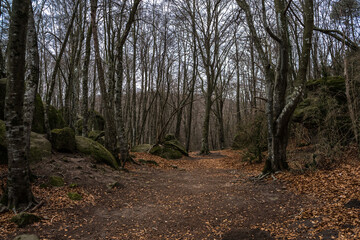 Bosque
