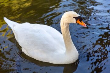 A white swan swims in a pond with blue water