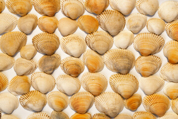 Seashells laid out in rows all over the surface