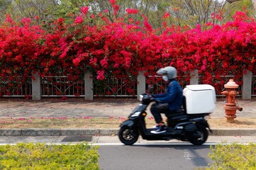 Fototapeta na wymiar A courier riding a scooter on the street by a park, with amazing fiery Bougainvillea trees blooming in the summer and covering the fence on the sidewalk, in Xitun District, Taichung City, Taiwan
