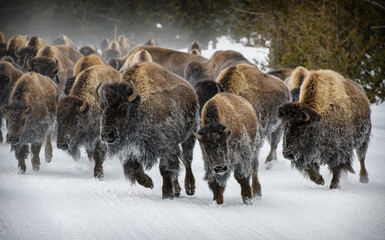 Herd of American Bison, Yellowstone National Park. Winter scene.