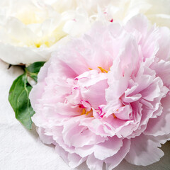 Pink and white peonies flowers with leaves