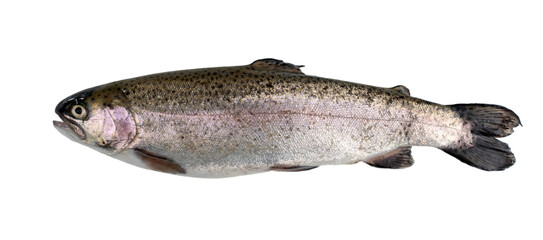 Fresh river trout isolated on white background.