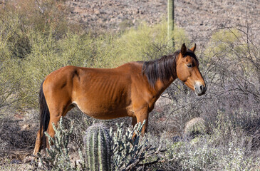 Fototapeta premium Wild Horse Near the Salt River in the Arizona Desert