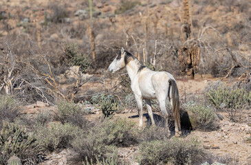 Wild Horse Near the Salt River in the Arizona Desert