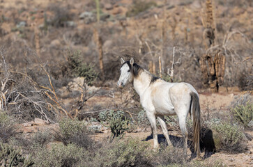 Wild Horse Near the Salt River in the Arizona Desert