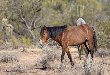 Wild Horse Near the Salt River in the Arizona Desert