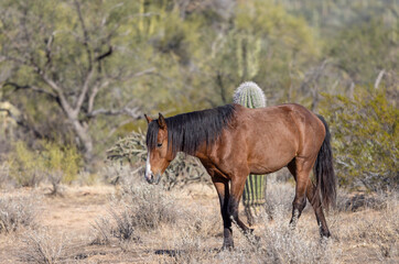 Fototapeta premium Wild Horse Near the Salt River in the Arizona Desert