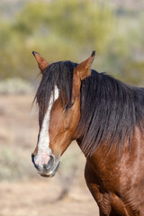 Obraz premium Wild Horse Near the Salt River in the Arizona Desert