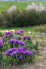 Obraz premium Dwarf iris in Pusty kopec u Konic near Znojmo, Southern Moravia, Czech Republic