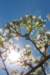 flowers and buds of fruit trees in spring