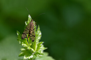 Gemeine Skorpionsfliege (Panorpa communis)