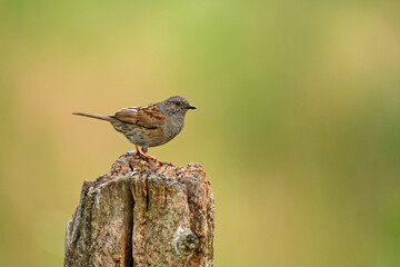 Heckenbraunelle (Prunella modularis)