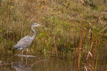 Graureiher  (Ardea cinerea)