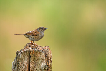 Heckenbraunelle (Prunella modularis) (3)