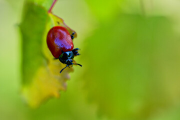 Pappelblattkäfer (Chrysomela populi