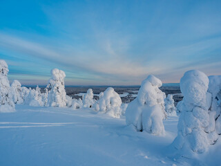 Fototapeta na wymiar Crown snow-load on trees in Ruka, Kuusamo, Finland