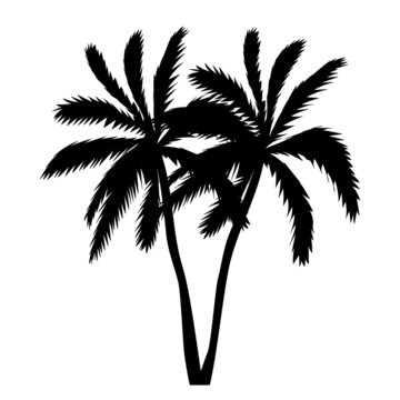 palm tree silhouette ,on white background, vector