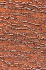 Red Brick Wall Covered in Snow Covered Vines Background Texture