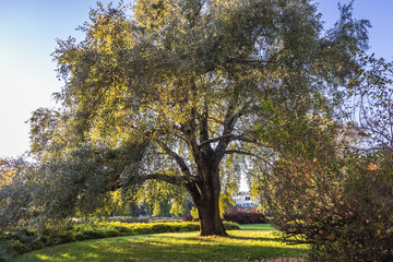 Fototapeta premium Old silver poplar tree in Warsaw, Poland