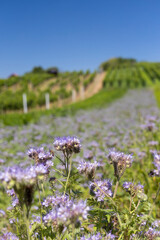 Obraz premium Landscape with vineyards, Slovacko, Southern Moravia, Czech Republic