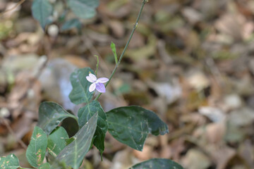 A light violet flower with its leaves on blurred background.
