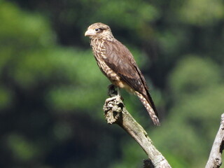 MILVAGO CHIMACHIMA