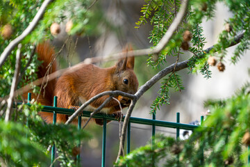 squirrel on a fence eating