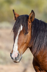 Wild Horse Near the Salt River in the Arizona Desert