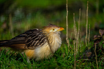 portrait of a cute little bird