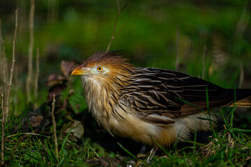 portrait of a cute little bird