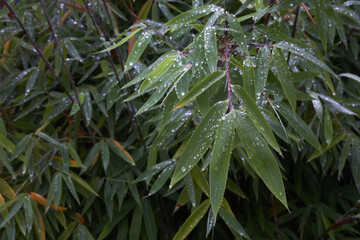 Bamboo stems in the rain