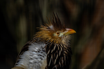 portrait of a cute little bird