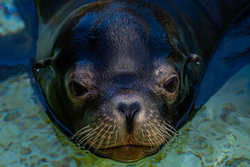 portrait of a cute seal 