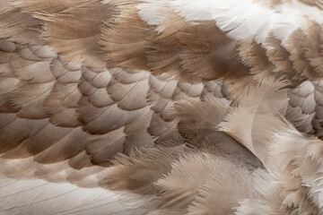 pióra na skrzydłach młodego łabędzie © Colorful Soul