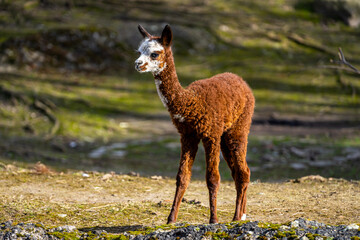 portrait of a baby lama