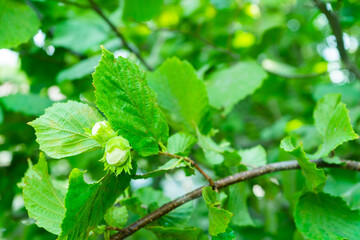 Young green hazel grow on a tree. Hazelnut tree branch with unripe nuts in green forest. Copy space.