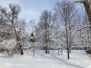snow covered trees in winter