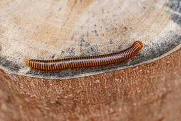 Millipede is sawing on a log