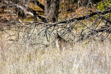 A Bobcat Hunting in Tall Dry Grass