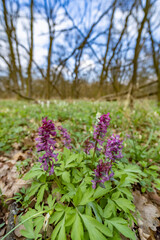 Obraz premium Hollow smokestack (Corydalis cava), spring forest, Southern Moravia, Czech Republic
