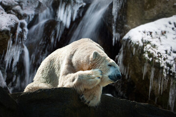 Eisbär vor seiner Eishöhle