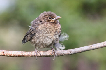 Small Blackbird (Turdus merula) on branch