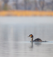 Great Crested Grebe (Podiceps cristatus), Southern Bohemia, Czech Republic