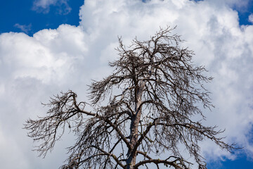 The forested mountains against the blue sky. Georgia