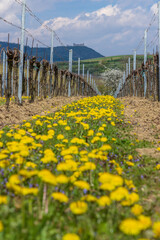 Fototapeta premium Spring vineyards under Palava near Milovice, Southern Moravia, Czech Republic