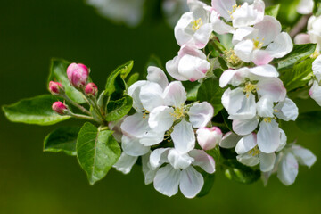 Obraz na płótnie Canvas Blossoming apple trees