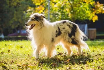 Portrait of cute rough collie dog at the park.
